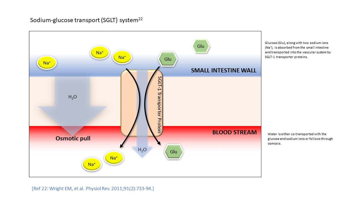 Diagram of sodium-glucose transport (SGLT) system in the small intestine wall.